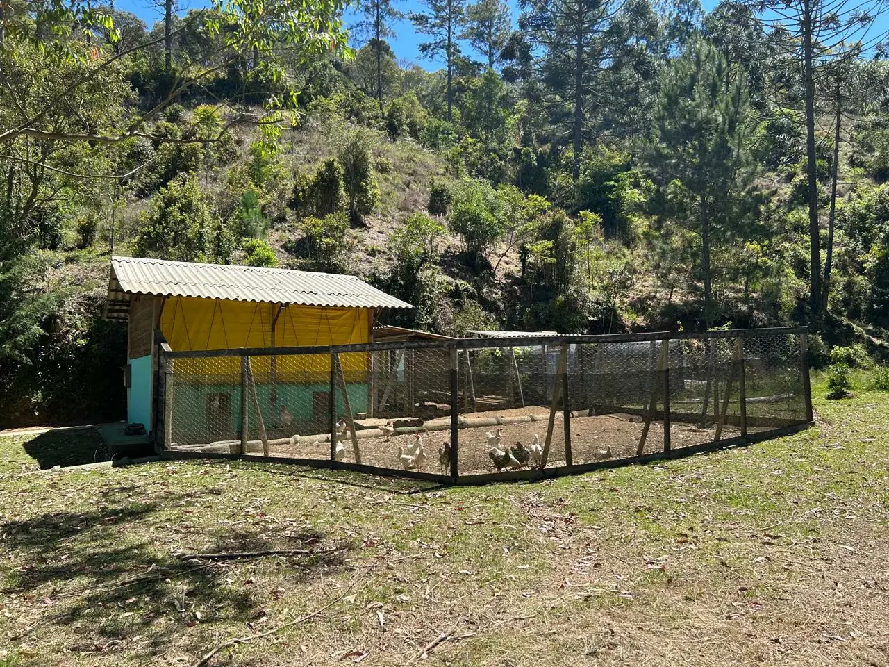 Galinheiro estruturado da propriedade