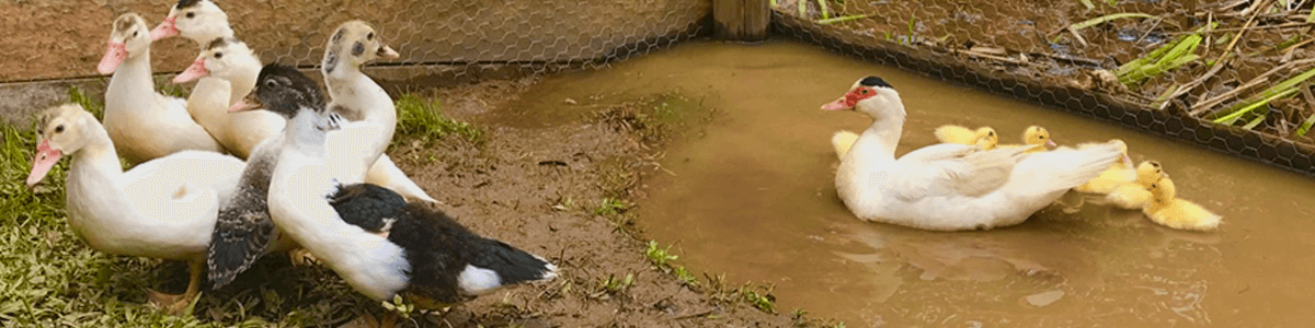 Patinhos na beira da lagoa
